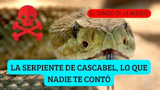 LA SERPIENTE DE CASCABEL LO QUE NADIE TE CONTÓ 😱El sonido de la muerte [upl. by Wenz833]