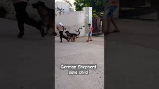 German Shepherd save child short dog germanshepherd viralvideo trending doglover dogs [upl. by Nitneuq]