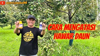 CARA MENGATASI HAWAR DAUN  musangking bawor kebundurianmusangking durian [upl. by Adnerol]