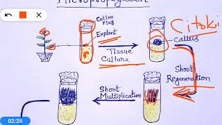 Micropropagation  Plant Tissue Culture hindi [upl. by Anni854]