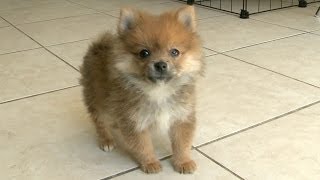 Pomeranian Puppy Talks A Big Game Barks At HUGE DOG [upl. by Karina]