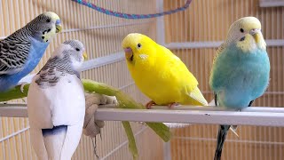 10 Hr If your budgies don’t chirp playing this video will help lonely parakeet bird start to chirp [upl. by Enatan]