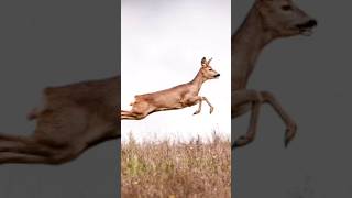 Lions Failed Ambush Deer Escapes with Epic Road Jump [upl. by Korie]