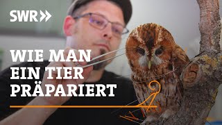 Wie man ein Tier präpariert  SWR Handwerkskunst [upl. by Annelise]