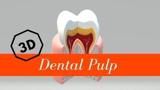 Dental Pulp [upl. by Ttekcirc955]