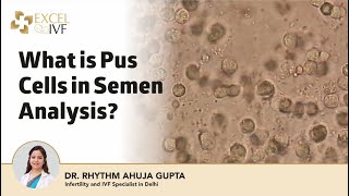 What is Pus Cells in Semen Analysis Dr Rhythm Gupta  IVF Specialist in Delhi at Excel IVF [upl. by Bowen849]