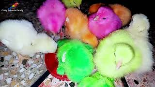 Lovely Baby Chicks Feeding  Guide Many Coloured Hen Baby Chicks [upl. by Ttenaj]