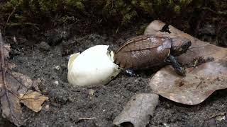 Southern Keeled Box Turtle Cuora mouhotii obsti Hatches from Egg [upl. by Soirtemed]