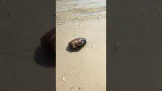 Bivalve mollusk at the riverside the Dnipro river 05092024 relaxation nature riverside [upl. by Valdas]