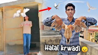 Murgi halal krani par gai 😰😰😰 Baby Pigeon ko azad krdia 🕊️ [upl. by Shipley]