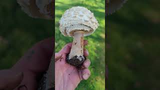 El parasol enrojeciente Macrolepiota rhacodes [upl. by Eniretak]