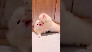 这么可爱的小奶猫，你喜欢吗？💕😻 pets cat cute cutecat funny animals [upl. by Aliek]