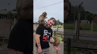 Thailand Lopburi Monkey Temple1 [upl. by Salomi]