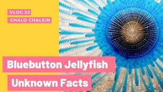 Blue Button Jellyfish  Porpita Porpita   7 Interesting Facts About Blue Button Jelly Fish [upl. by Eicats540]