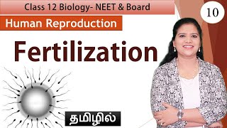 Fertilization  Human Reproduction Class 12 Biology [upl. by Enialem998]