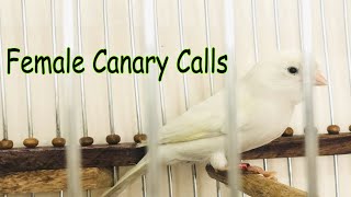 Female Canary calls for mating  Female Canary Singing  صدای قناری ماده مست [upl. by Hound922]