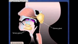 digestion of food in mouth and function of epiglottis [upl. by Erolyat363]