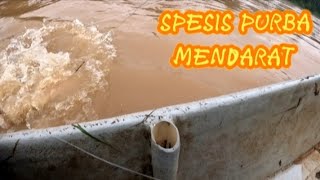 goonch catfish spesis ikan purba mendarat pagi ini [upl. by Yenahpets]