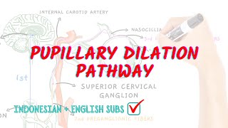 Pupillary dilation pathway  Neuroaholics [upl. by Matthias]