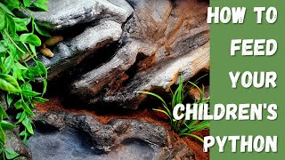 How to feed your Childrens Python Info you need to know [upl. by Licec]