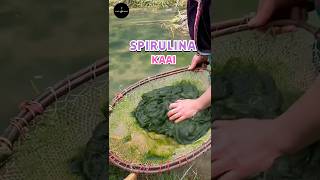 Spirulina Superfood science sciencefacts [upl. by Lehcor]