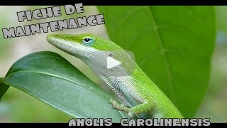 ANOLIS CAROLINENSIS  Conseils et renseignements [upl. by Emerick19]