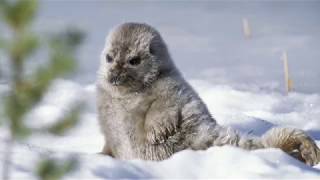 見つめ合う Ringed seal [upl. by Whittemore]