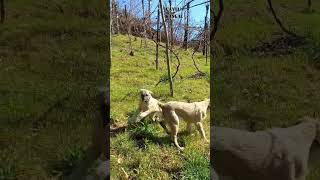 Simit kuyruklu kızlar ÜCRETLİ SAHİPLENDİRİLECEKLER kangal alabai goldenretriwer labradorretriwer [upl. by Llenrag920]