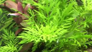 HYGROPHILA DIFFORMIS [upl. by Aleafar675]