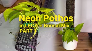 How To Grow Pothos In Leca Bonsai Mix with Moss Pole  PART 1 [upl. by Eanal927]