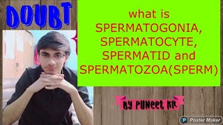 What is spermatogenesis spermatogonia  spermatocyte spermatid  spermatozoa sperm [upl. by Nelleyram]