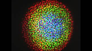 Mitosis in a Zebrafish embryo MultiView LSFM imaging with Lightsheet Z1 [upl. by Ingelbert233]