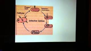 Vermehrung von Phasen  Vermehrungszyklus Bakteriophagen [upl. by Kuhlman816]