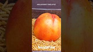 Mealworms Vs Nectarine timelapse mealworms insects food wormlapse insects fruit shortsfunny [upl. by Adnamra]