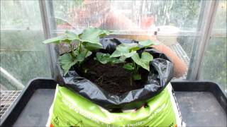 Sweet Potatoes amp Peppers growing in a greenhouse Part 3 [upl. by Tebzil]