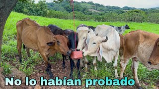 🐄😱Las vaquitas probando por primera vez un cubo de Sal mineral mira les encantó 😱🐄 [upl. by Sadella938]