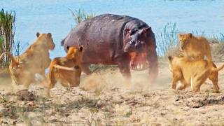 Angry Hippo Tries Fighting Off 7 Lions [upl. by Adnerak]