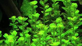 Rotala indica [upl. by Wini]