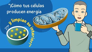 🔴 ¿Cómo FUNCIONAN las MITOCONDRIAS los RIBOSOMAS y los LISOSOMAS en una Célula 🧫 [upl. by Nava270]