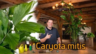 Tips voor de verzorging van je Caryota Mitis Vissenstaartpalm [upl. by Seitz223]