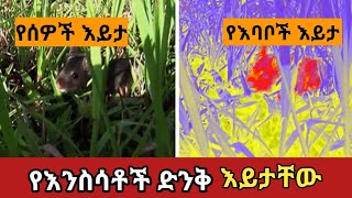 እንስሳቶች አለምን የሚያዮበት ድንቅ እይታቸው amaizing animal visionZena Addis ethiopia አስገራሚ [upl. by Laveen]