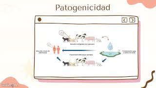 Bacterias del género Leptospira [upl. by Alia]