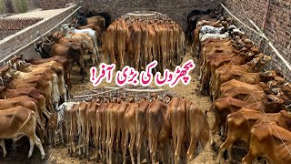 Cheap Prices Today 35 Sahiwal Calf M Hussain Bachra Farm Big offers  wachavacha کھیرے Calves [upl. by Ainimre]