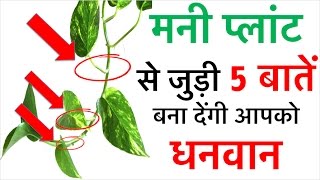 मनी प्लांट से जुड़ी ये 5 बातें बना देंगी आप को धनवान  How to become rich in real life Vastu care [upl. by Harmaning]