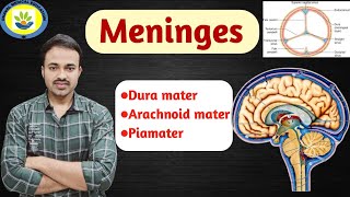 Meninges of Brain amp Spinal cord  Duramater  arachnoid mater  Piamater  Hindi amp English [upl. by Nwahsir469]