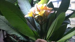 Growing Plumeria indoors [upl. by Idok]