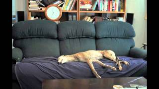 Greyhound Couch Time Lapse [upl. by Ahsienet547]