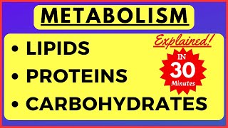 Metabolism of Lipid Carbohydrate Protein Beta oxidation of Fatty Acid Biochemistry Class 11 Biology [upl. by Enyala]