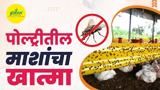 House Fly Trap  पोल्ट्री माशी व्यवस्थापन । House Fly Management In Poultry  Poultry Business [upl. by Nnylrahc]