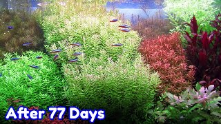 ROTALA BUSHY  STEP BY STEP AQUASCAPE DUTCHSTYLE [upl. by Oiramd]